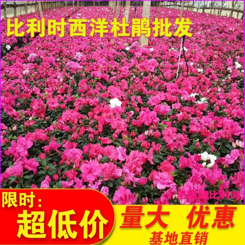 杜鹃花盆栽大苗带花苞植物的花卉四季开花不断花卉