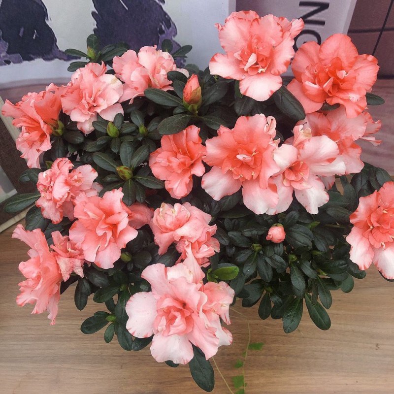 杜鹃花盆栽大苗带花苞植物的花卉四季开花不断花卉