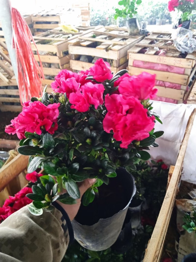 杜鹃花盆栽大苗带花苞植物的花卉四季开花不断花卉