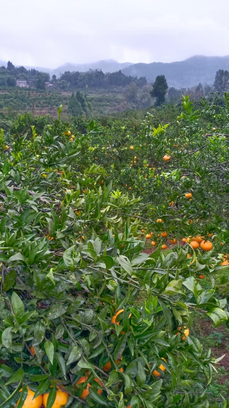 四川血橙，玫瑰香柑，寿柑，产地发货供应电商