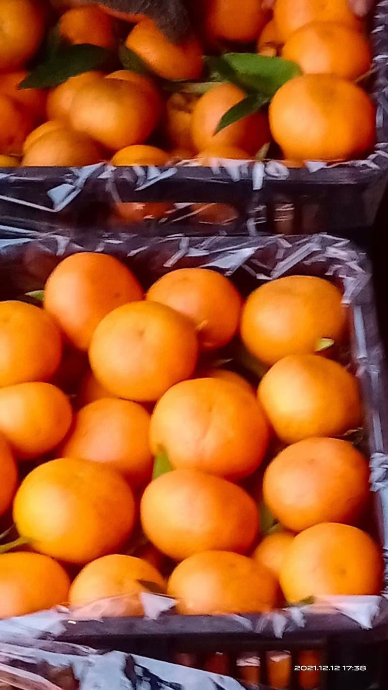 四川血橙，玫瑰香柑，寿柑，产地发货供应电商