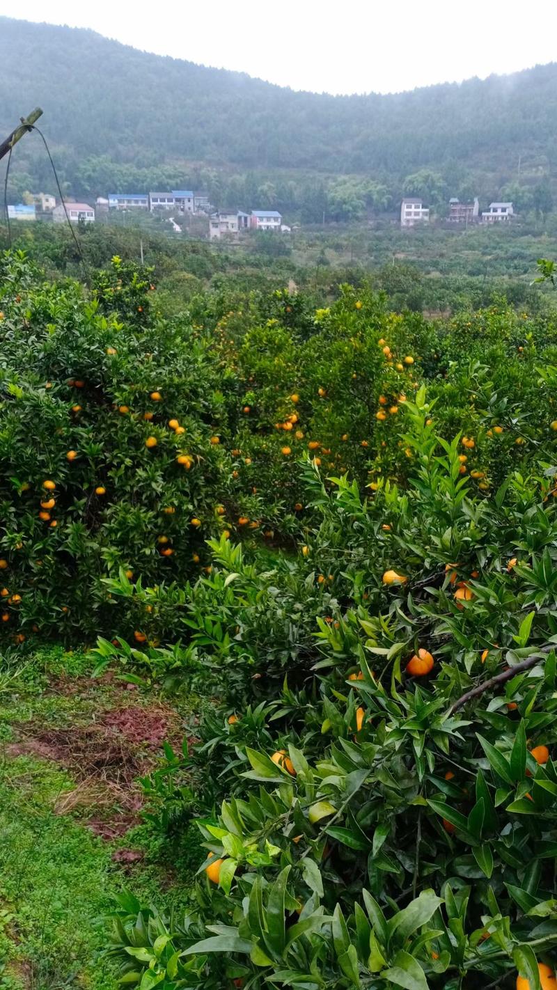 四川血橙，玫瑰香柑，寿柑，产地发货供应电商