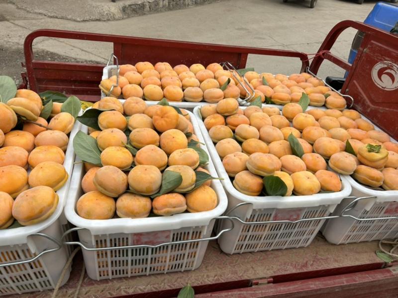 河北（满城）主产区磨盘柿子大量上市价格便宜