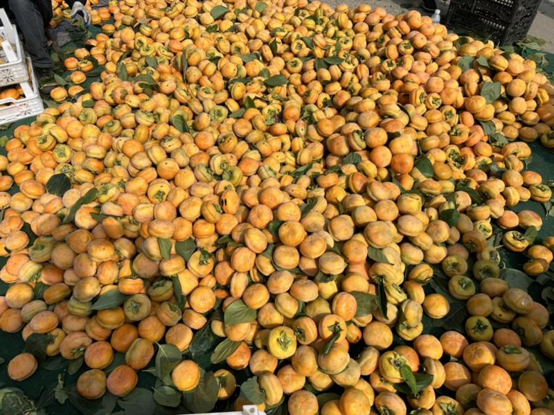 河北（满城）主产区磨盘柿子大量上市价格便宜
