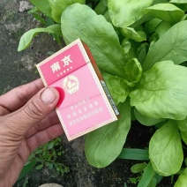 精品茼蒿头