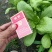 精品茼蒿头