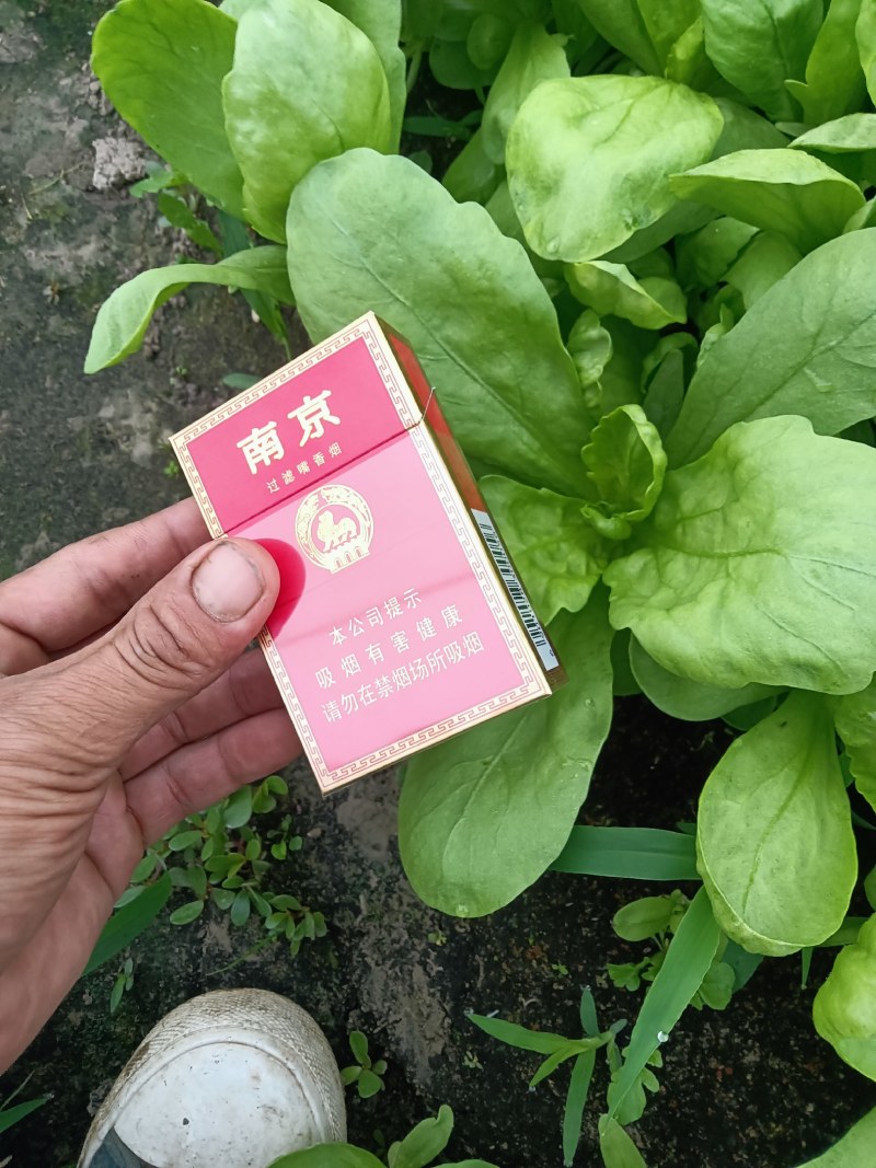 精品茼蒿头