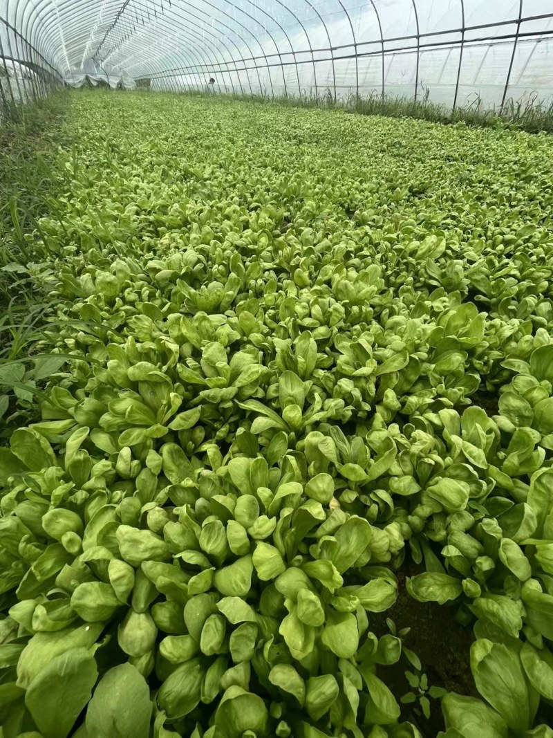 精品茼蒿头