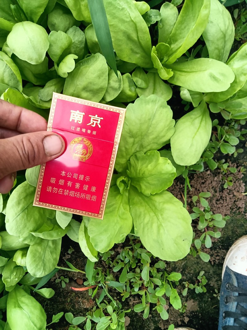 精品茼蒿头