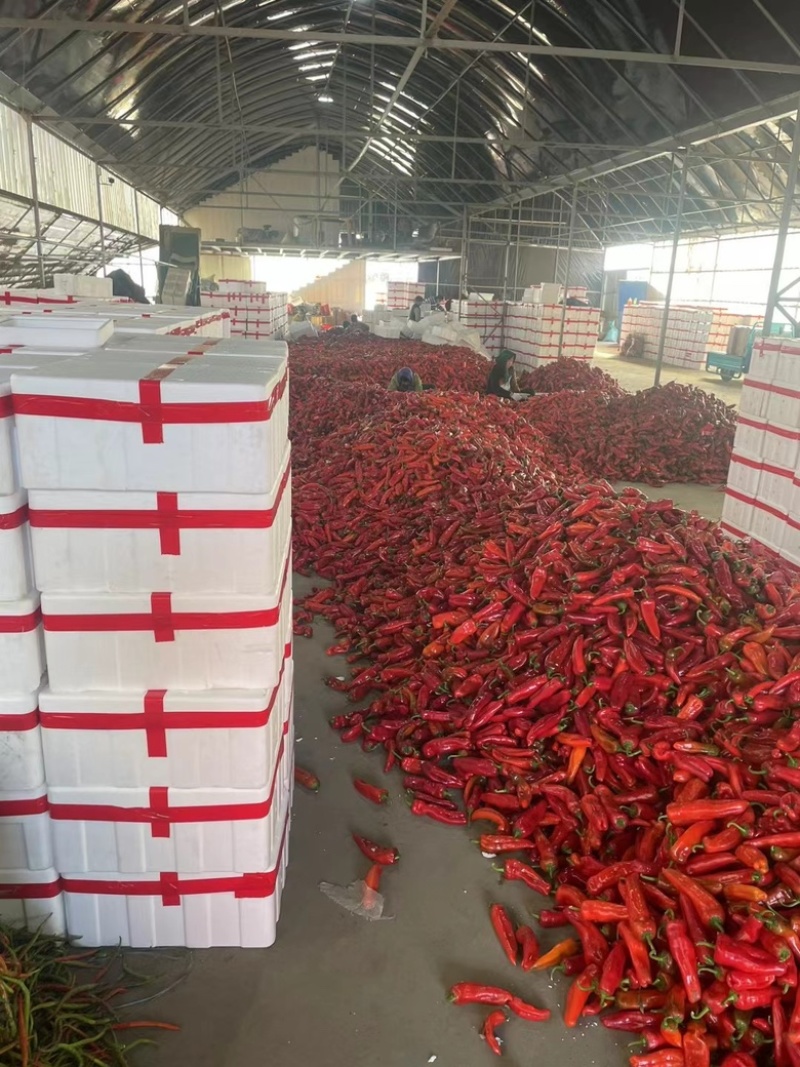 红椒15~20厘米微辣颜色红艳，货源充足欢迎进店选购