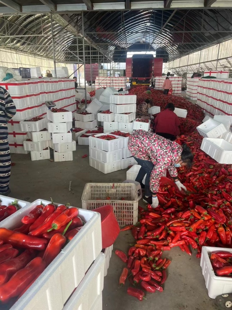 红椒15~20厘米微辣颜色红艳，货源充足欢迎进店选购