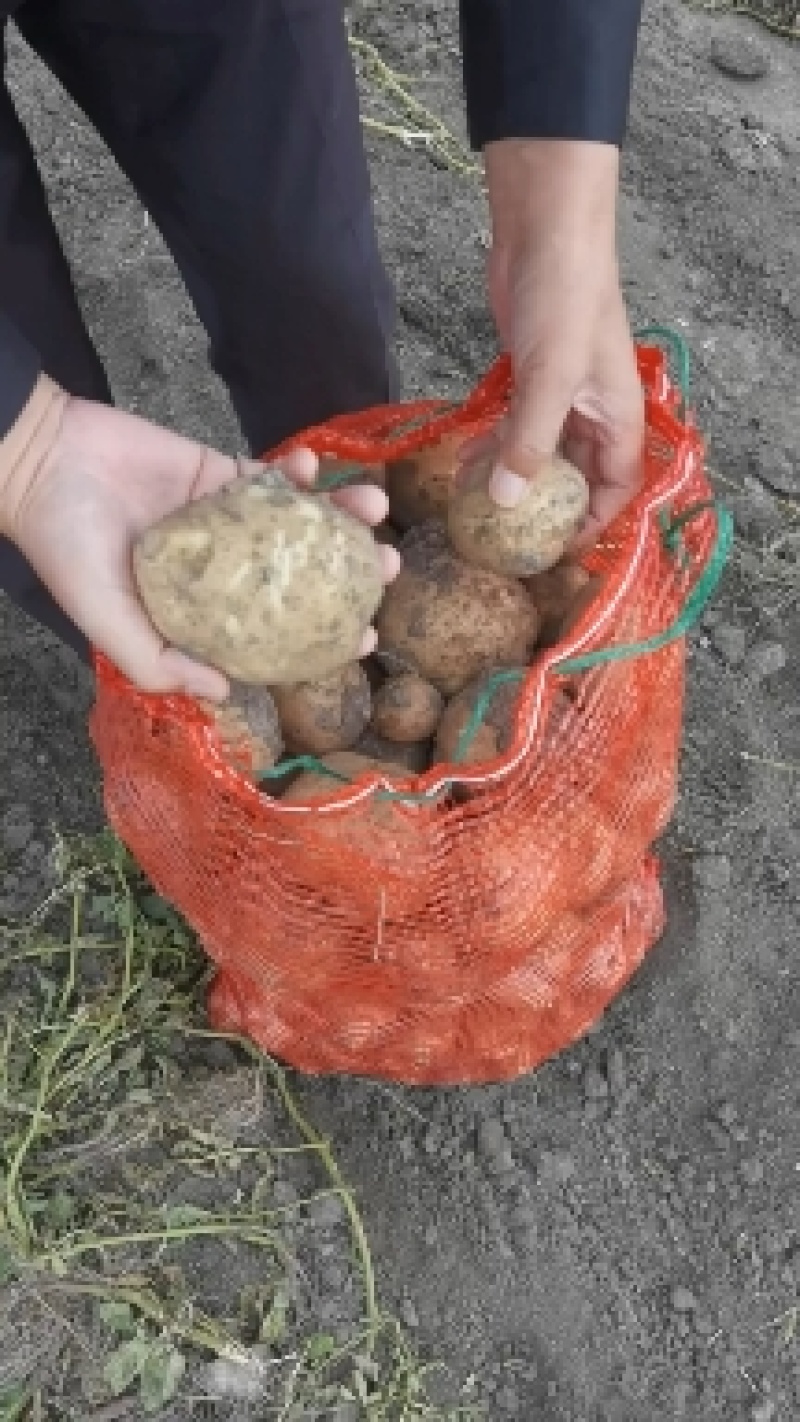 大西洋土豆淀粉高不糠心规格齐全品种丰富有场地有工人备货快