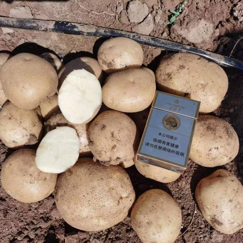 大西洋土豆淀粉高不糠心规格齐全品种丰富有场地有工人备货快
