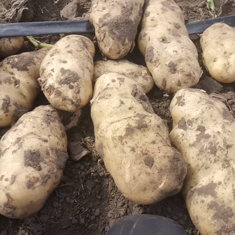 内蒙古荷兰806沙地种植全国接单货量大耐运输视频看货实地看货