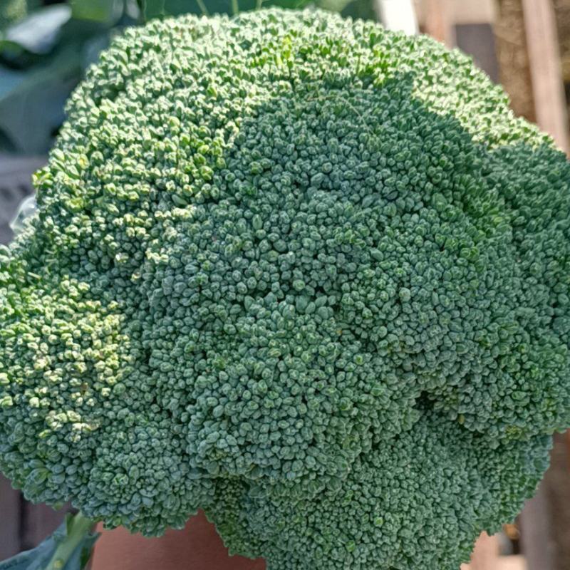 河南西兰花大量上市，西兰花小米粒，耐寒可打冷电商档口商超