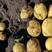 希森黄皮黄心土豆，产地直发质优价廉