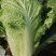 玉田大白菜大量上市，质量好价格低