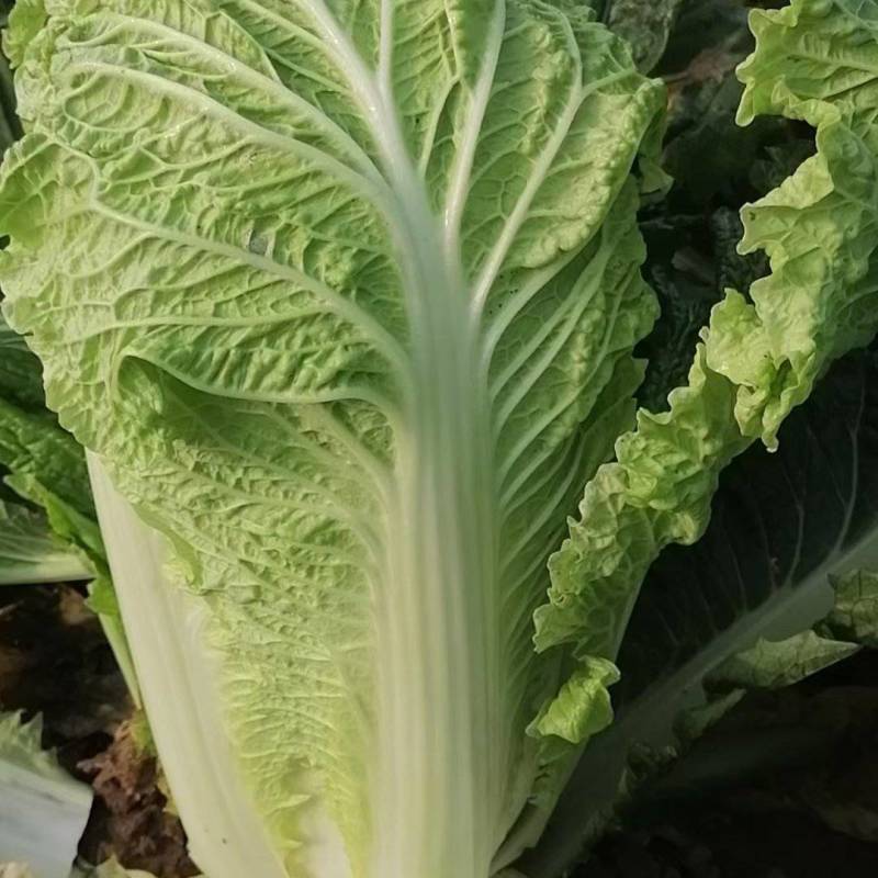 玉田大白菜大量上市，质量好价格低