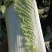 玉田大白菜大量上市，质量好价格低