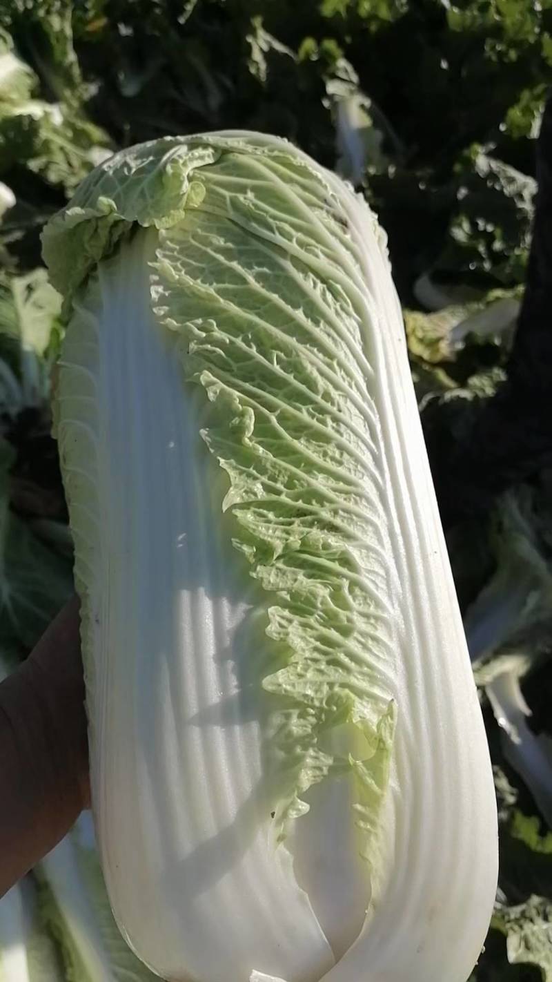 玉田大白菜大量上市，质量好价格低