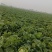 玉田大白菜大量上市，质量好价格低