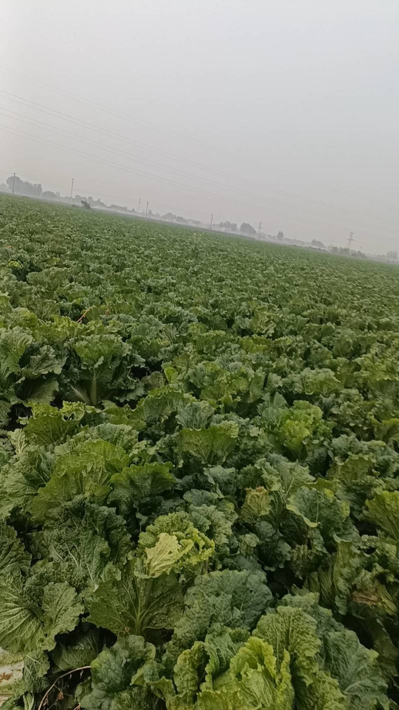 玉田大白菜大量上市，质量好价格低