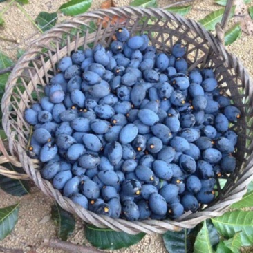 黑橄榄新鲜潮汕广西正宗腌制下饭菜做榄角泡酒乌