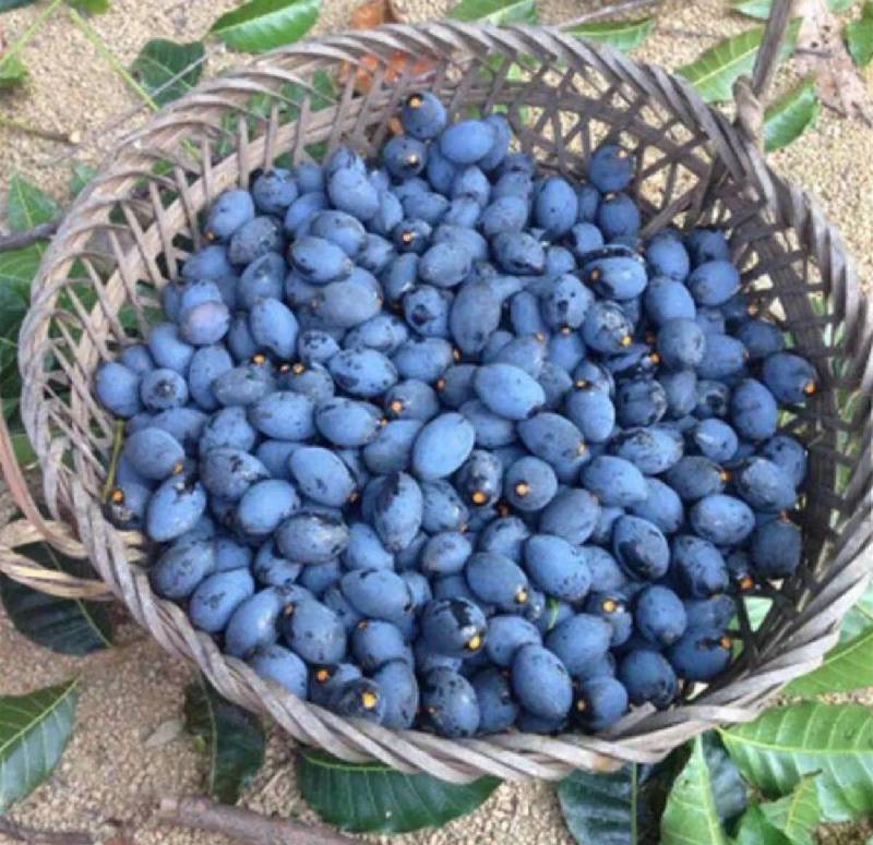 黑橄榄新鲜潮汕广西正宗腌制下饭菜做榄角泡酒乌