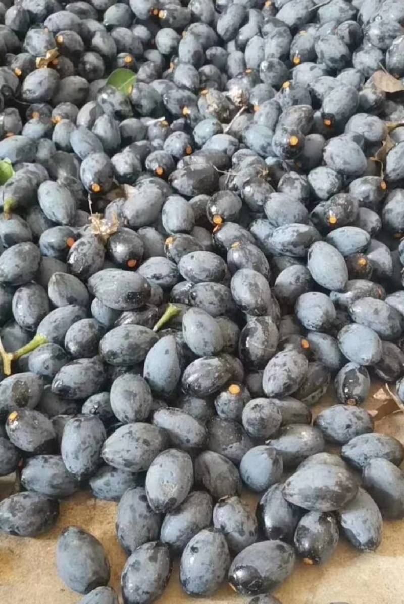 黑橄榄新鲜潮汕广西正宗腌制下饭菜做榄角泡酒乌