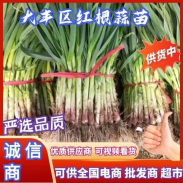 大丰区蒜苗精品红根蒜苗产地直供货源充足对接全国