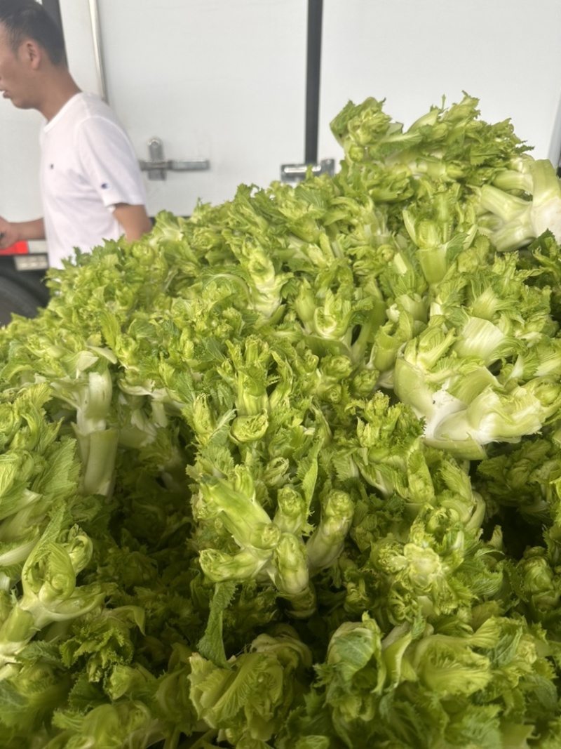 安徽砀山，精品尔菜，娃娃头，大量现货，非常哇塞。
