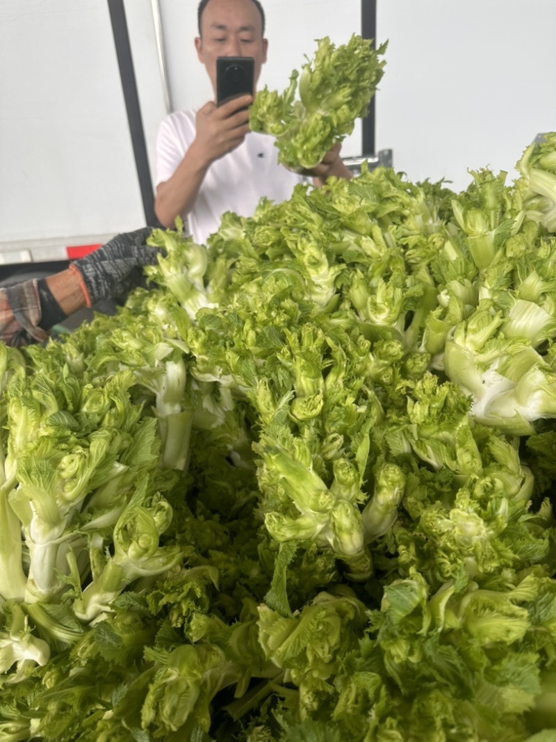安徽砀山，精品尔菜，娃娃头，大量现货，非常哇塞。