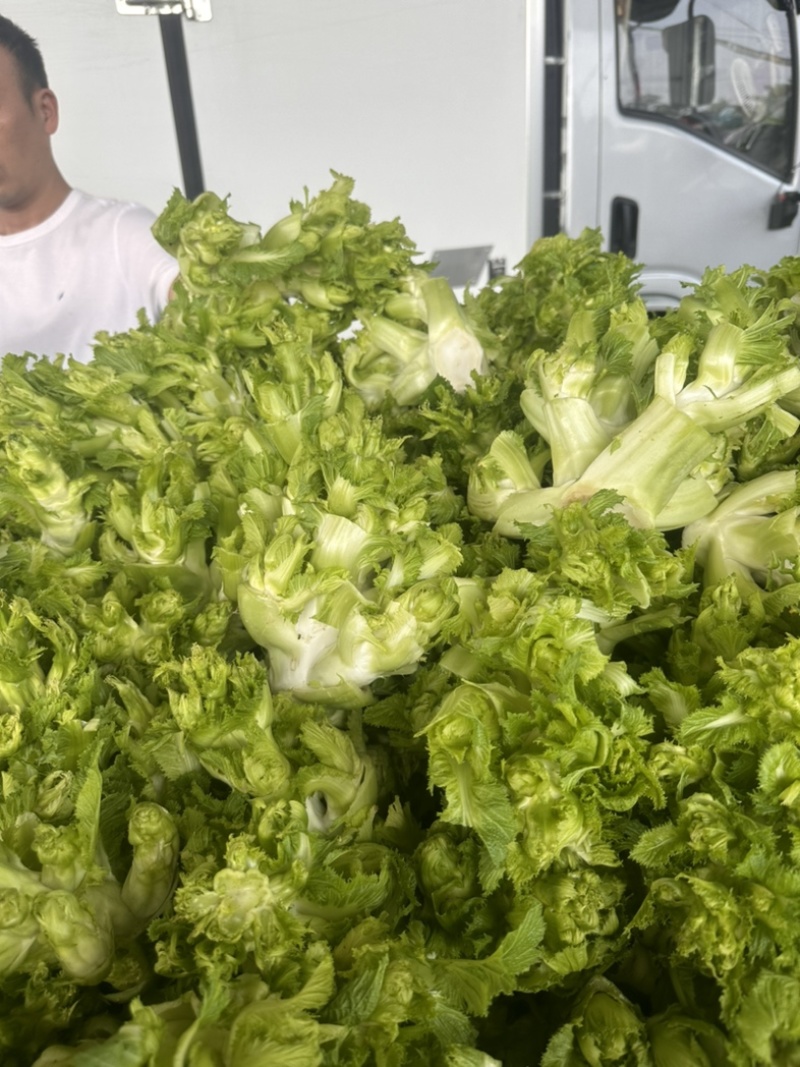安徽砀山，精品尔菜，娃娃头，大量现货，非常哇塞。