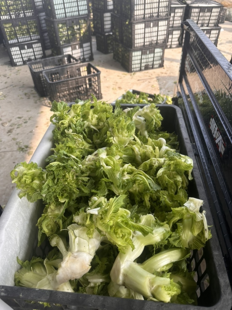 安徽砀山，精品尔菜，娃娃头，大量现货，非常哇塞。