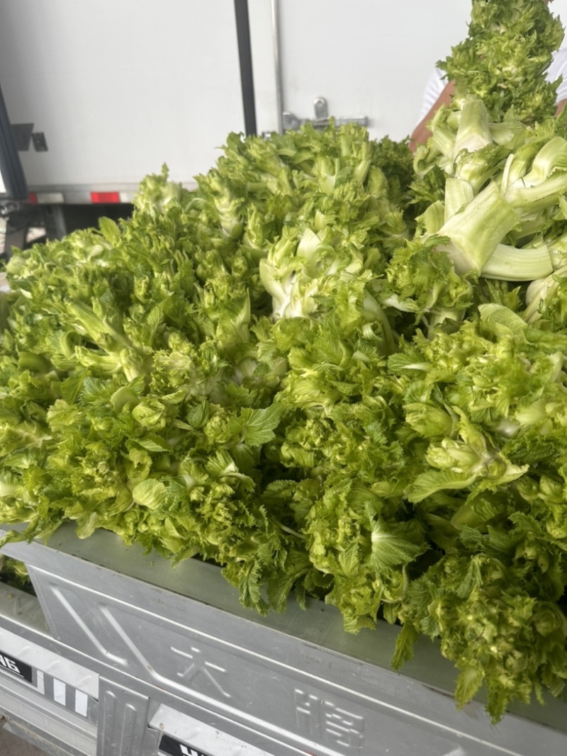 安徽砀山，精品尔菜，娃娃头，大量现货，非常哇塞。