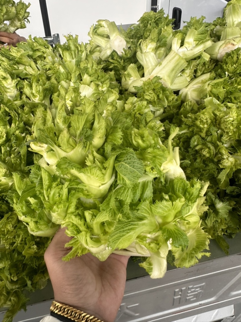 安徽砀山，精品尔菜，娃娃头，大量现货，非常哇塞。