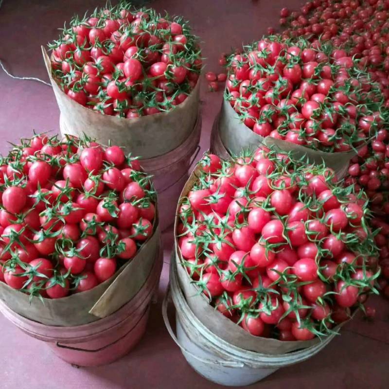 千禧粉玉圣女果T七小番茄绿千喜黄色迷彩千喜果种植产地量大
