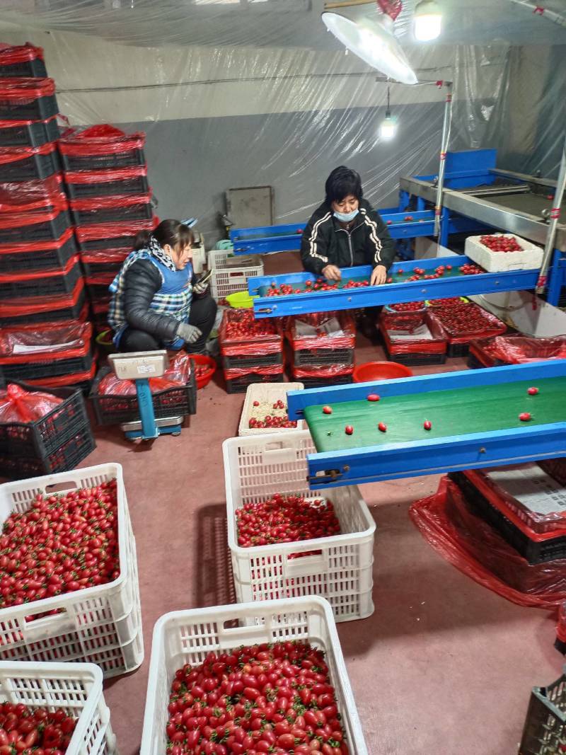 千禧粉玉圣女果T七小番茄绿千喜黄色迷彩千喜果种植产地量大