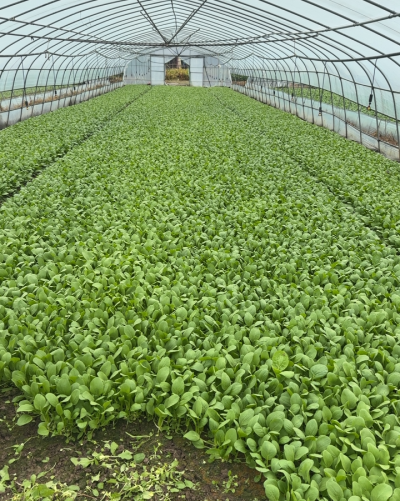 鸡毛菜