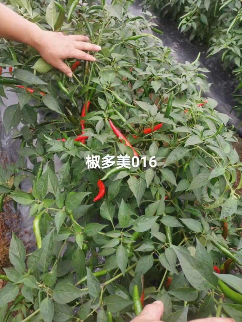 耐寒单生大果朝天椒早熟抗病不早衰厂家发货