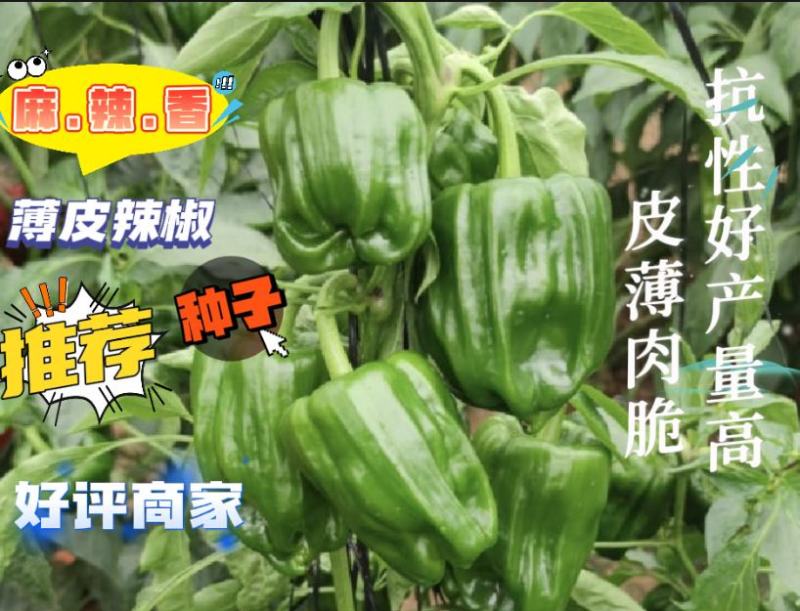 山东潍坊寿光大果麻椒苗子麻椒种子麻辣香方型皮薄肉脆又香辣
