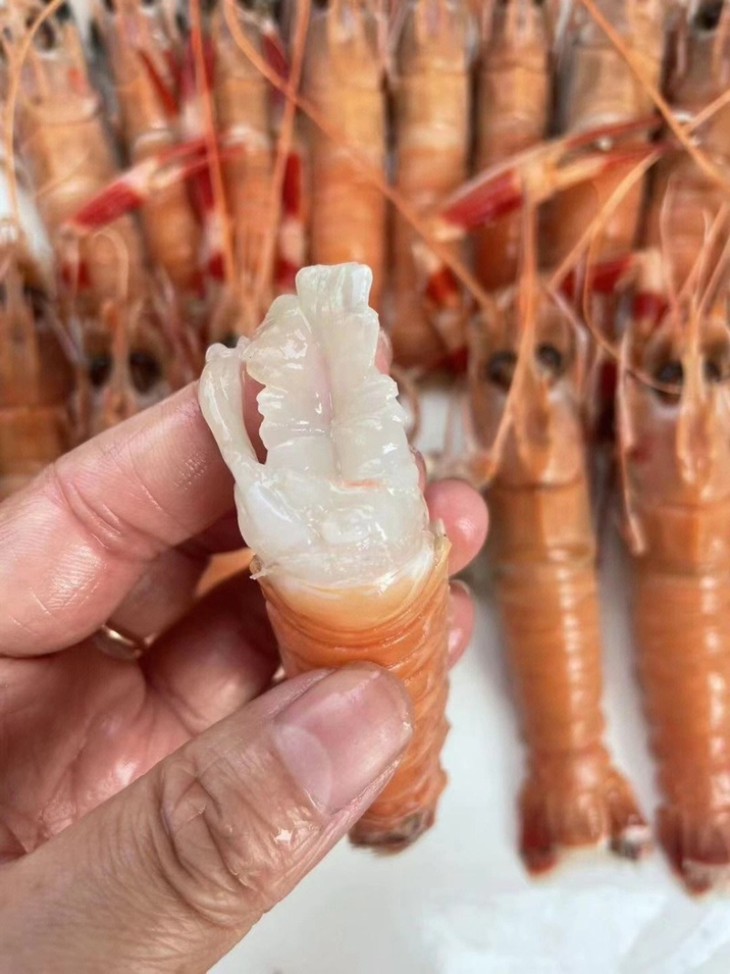 【精选】深海鳌虾海龙虾一手货源质量保证新鲜发货全国