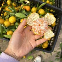湖北小叶蜜橘产地直发，甜口大量现货需要的