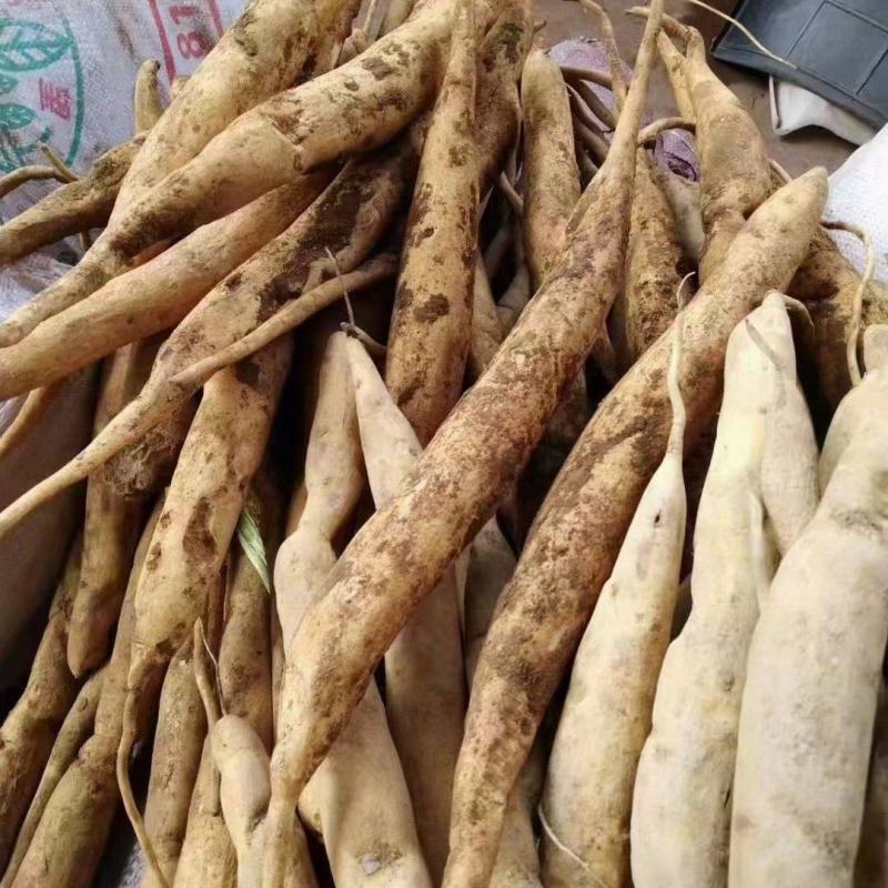 云南思茅野生百部鲜货