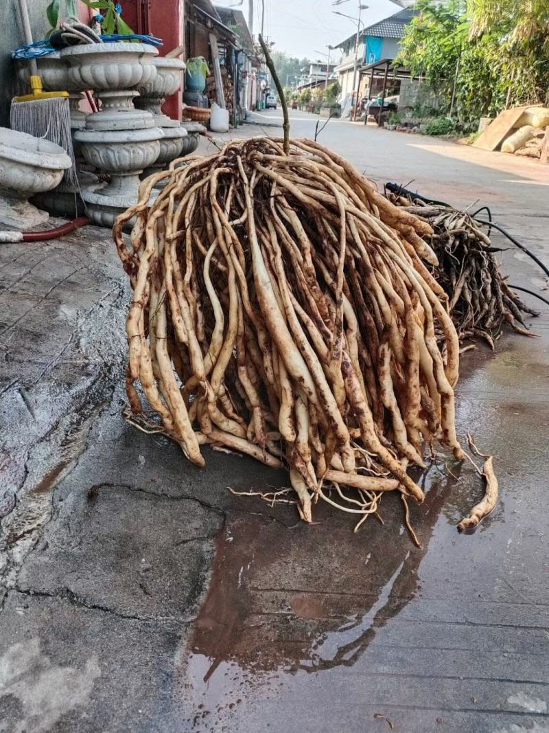 云南思茅野生百部鲜货