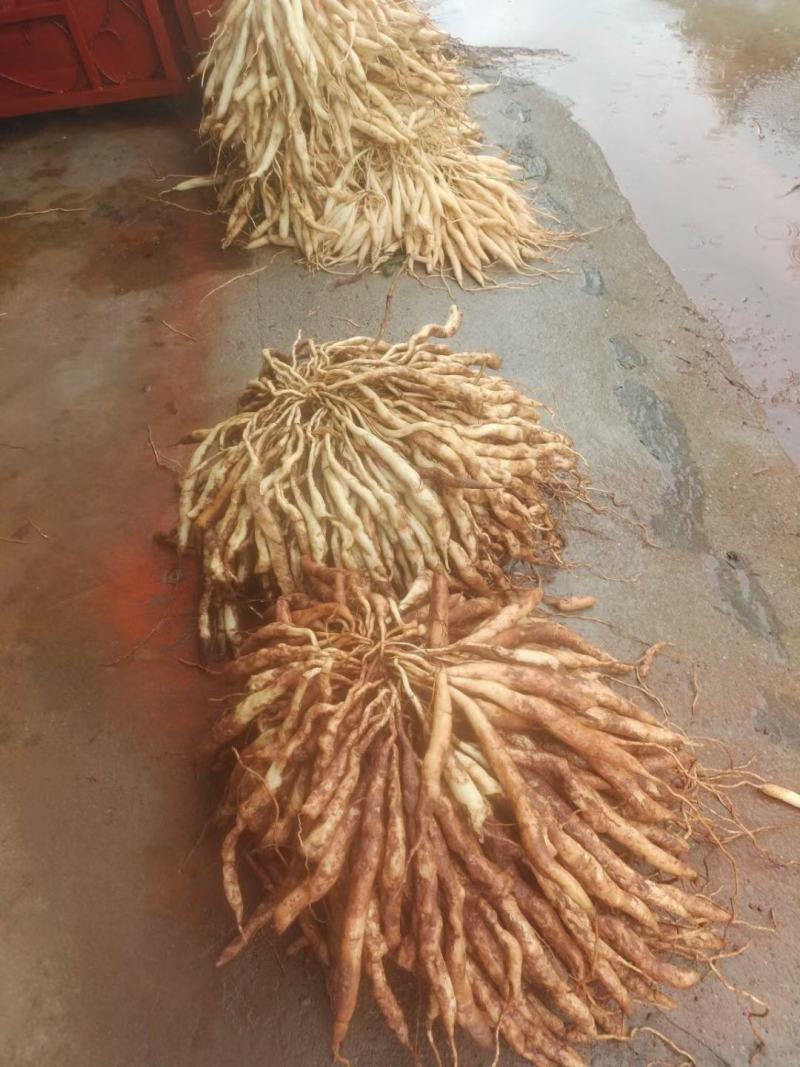 云南思茅野生百部鲜货