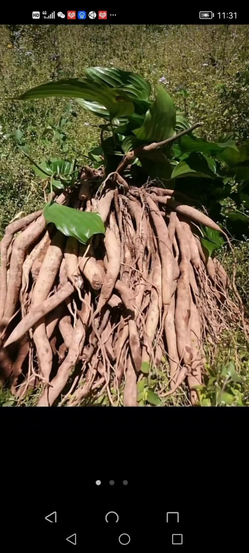 云南思茅野生百部鲜货