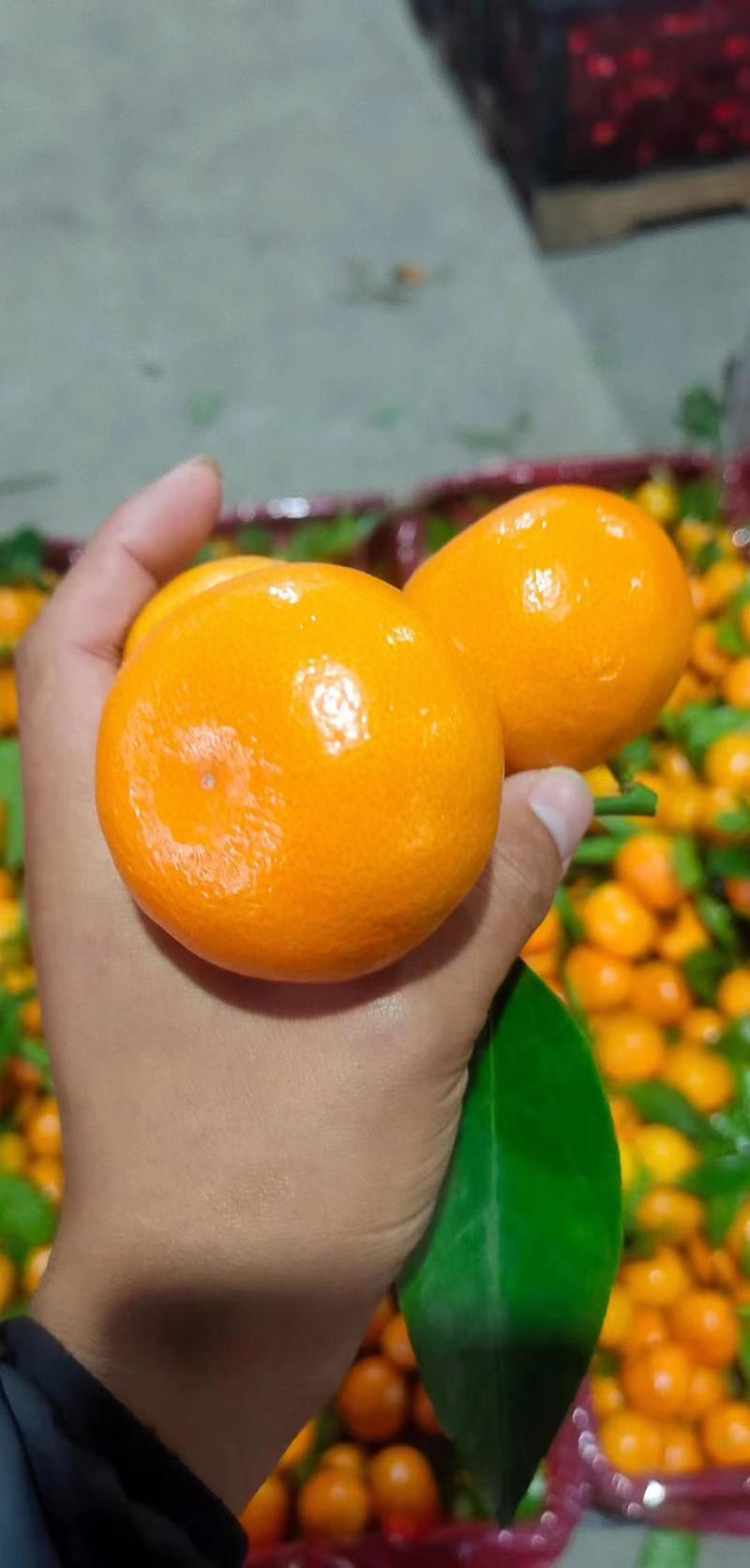 湖北小叶蜜橘产地直发，甜口大量现货需要的联系