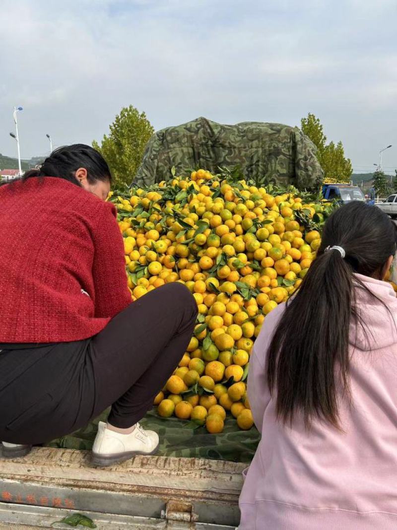 湖北小叶蜜橘产地直发，甜口大量现货需要的联系