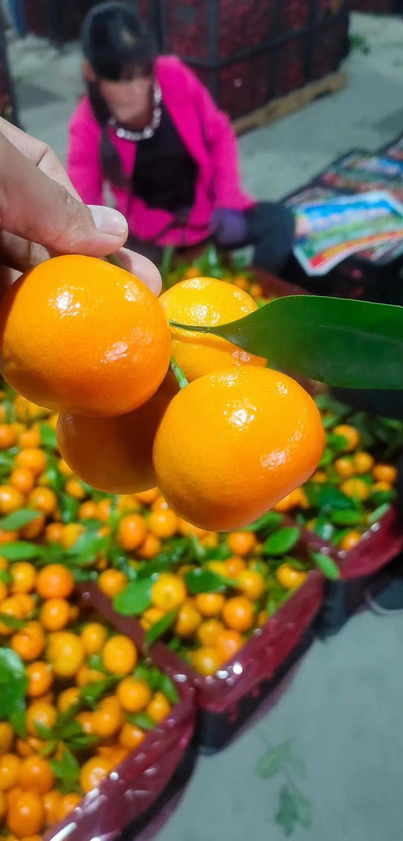 湖北小叶蜜橘产地直发，甜口大量现货需要的联系